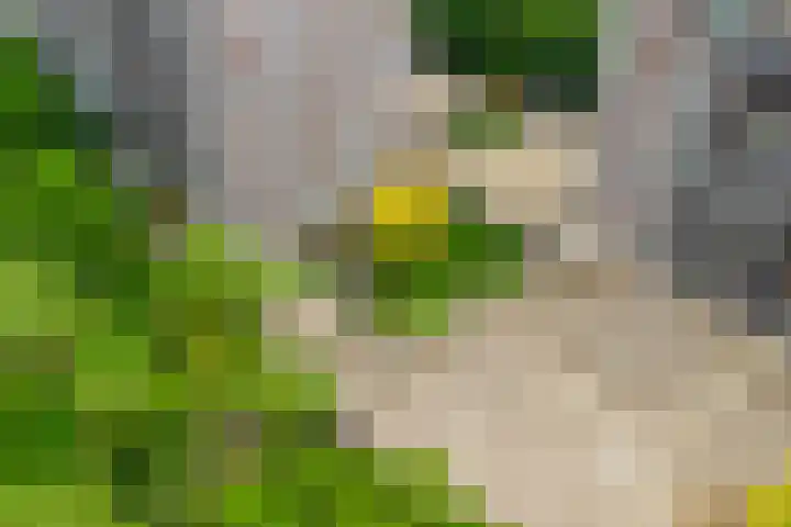 Bosuillaan 125 Bilthoven thumbnail 55