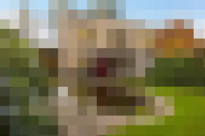 Bosuillaan 303 Bilthoven thumbnail 29