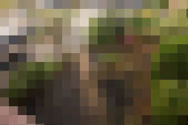 Bosuillaan 303 Bilthoven thumbnail 36
