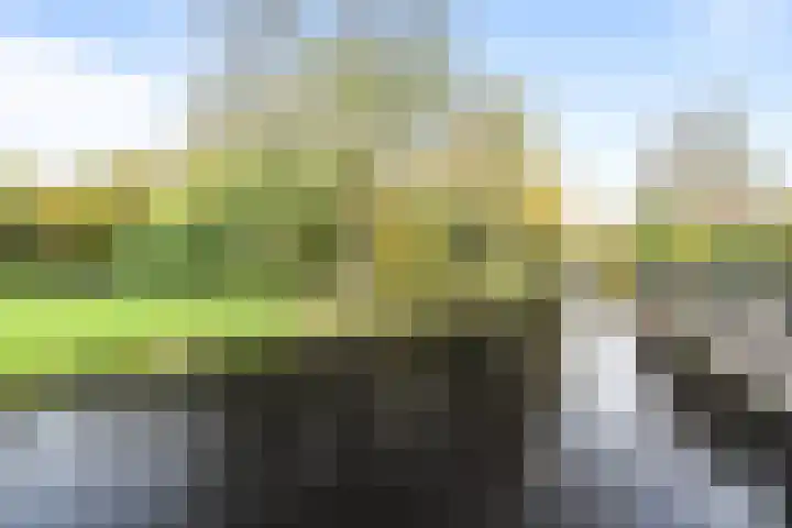 Bosvaren 1 Heiloo thumbnail 32