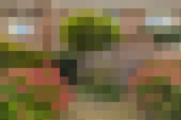 Bosvaren 12 Heiloo thumbnail 6