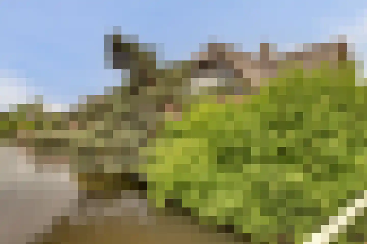 Bosveen 17 Ter Aar thumbnail 41