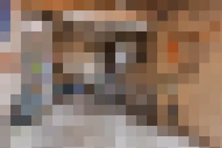 Bosveld 135 Uden thumbnail 34