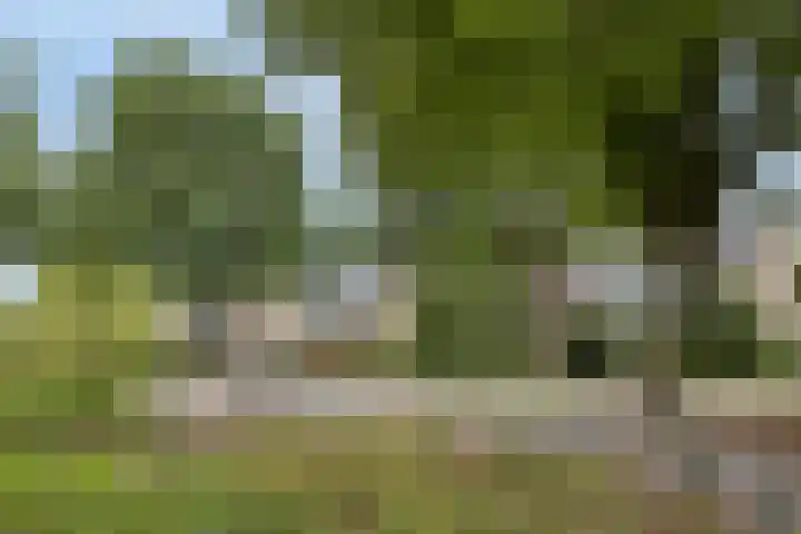 Bosveld 135 Uden thumbnail 39