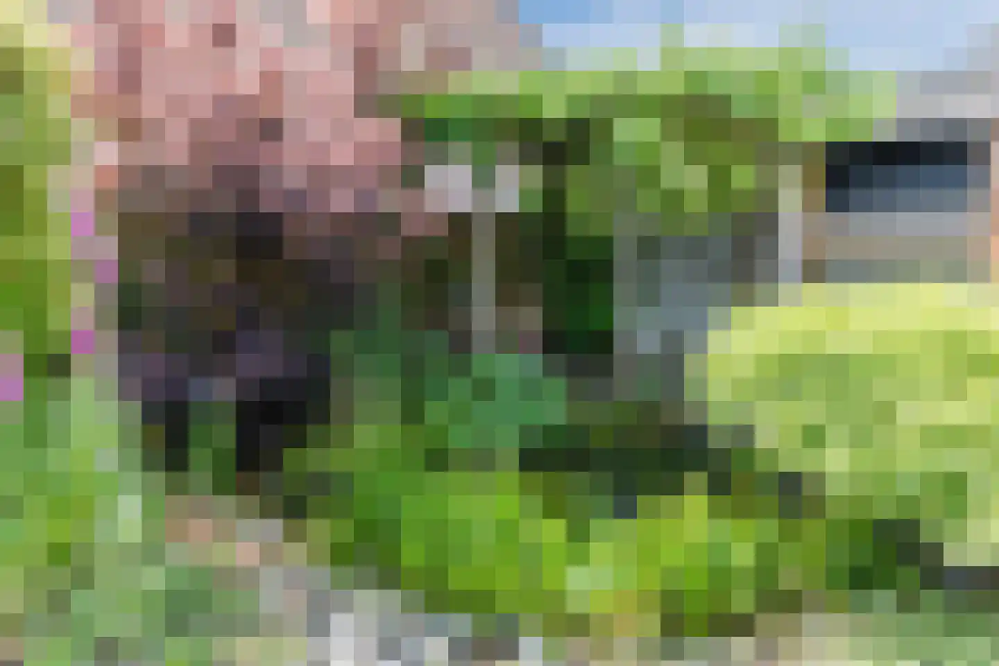 Bosveld 26 Wouw thumbnail 34