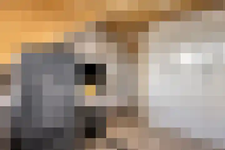 Bosveld 322 Uden thumbnail 26