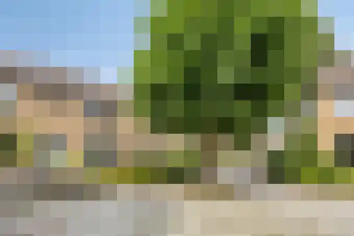 Bosveld 322 Uden thumbnail 5