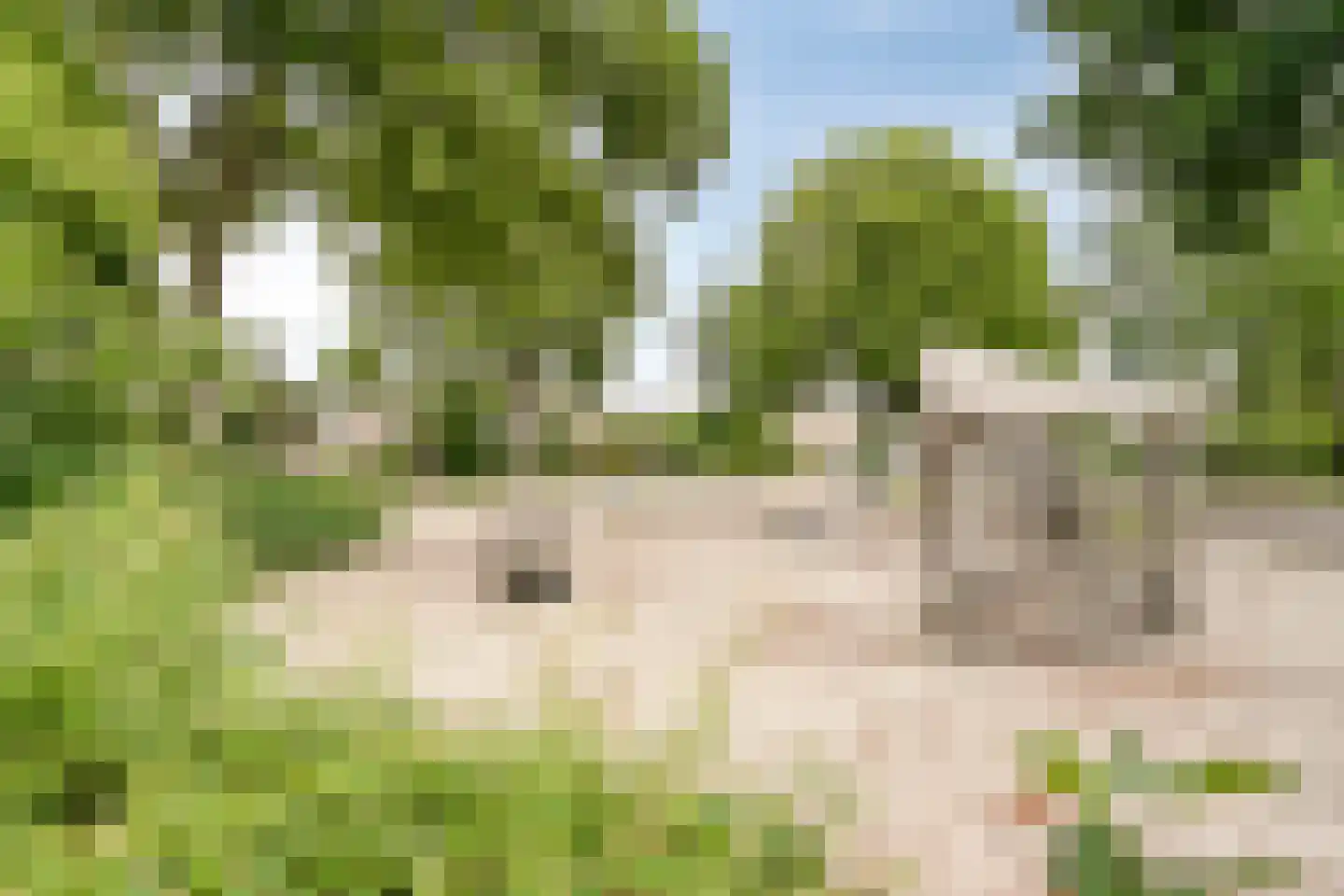 Bosveld 401 Uden thumbnail 41