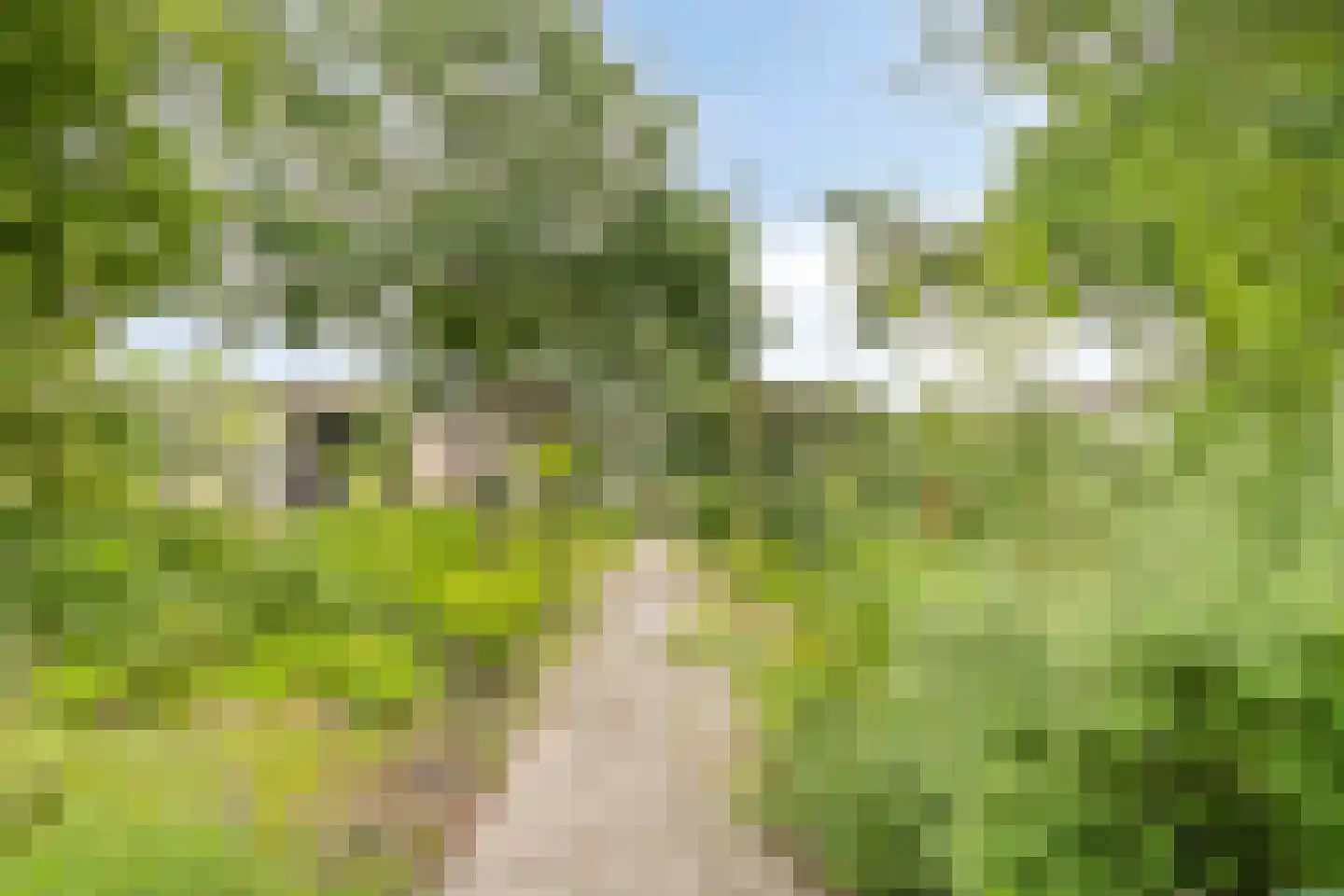 Bosveld 401 Uden thumbnail 44