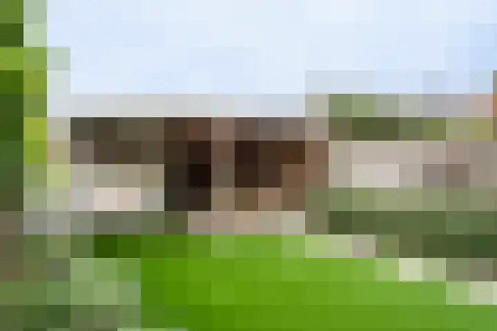 Bosveld 405 Uden thumbnail 25