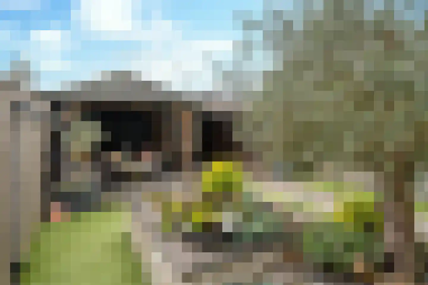 Bosveld 409 Uden thumbnail 23
