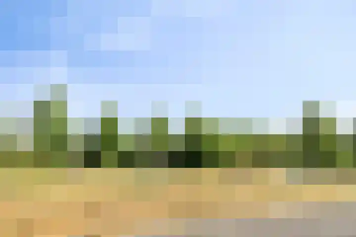 Bosven 201 Veghel thumbnail 25