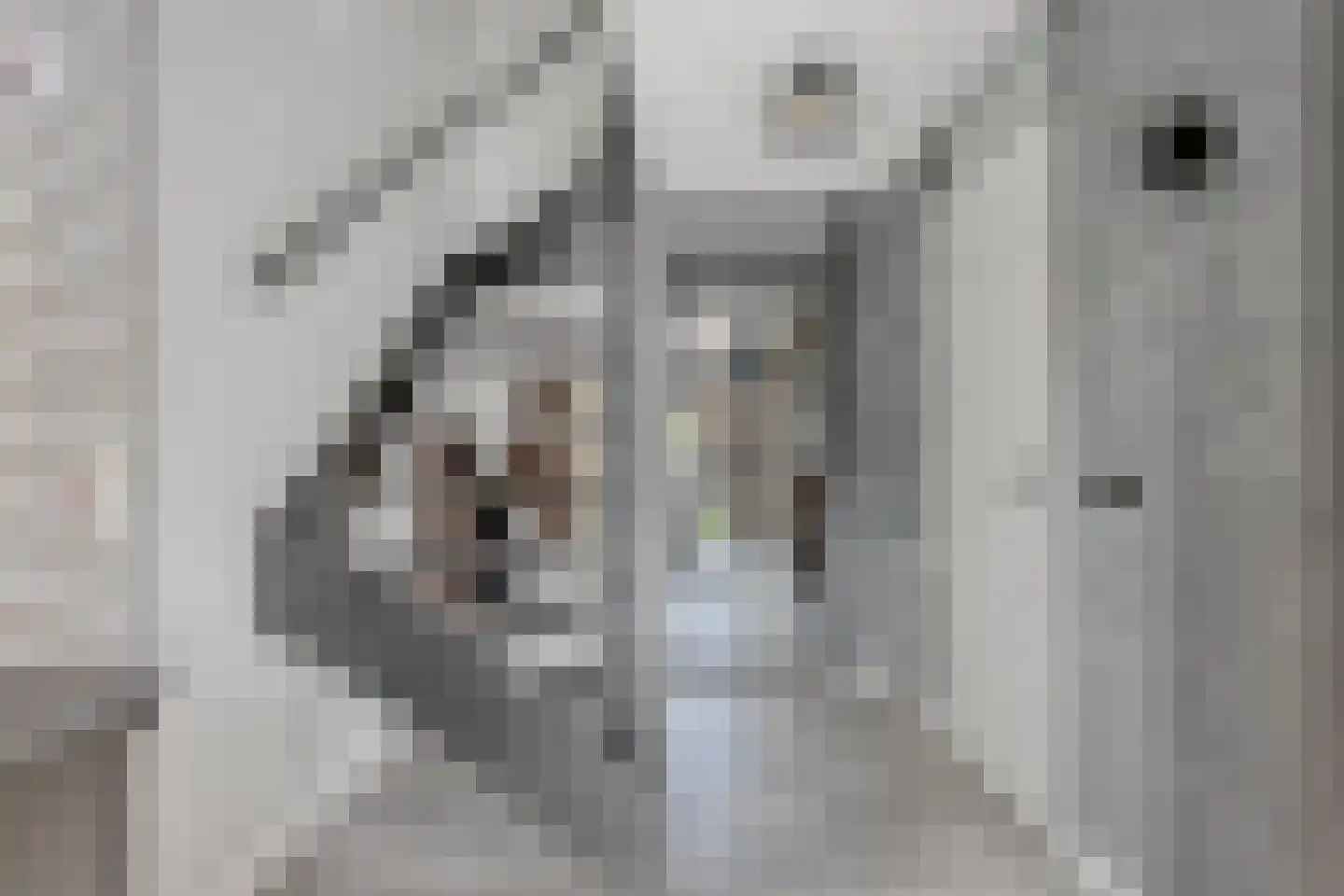 Bosven 4 Veghel thumbnail 12