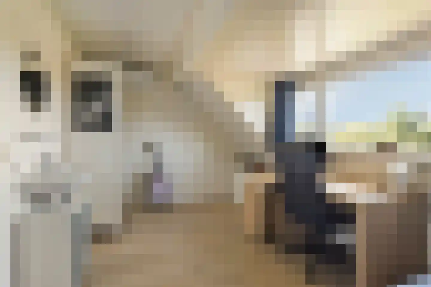 Bosven 77 Veghel thumbnail 31