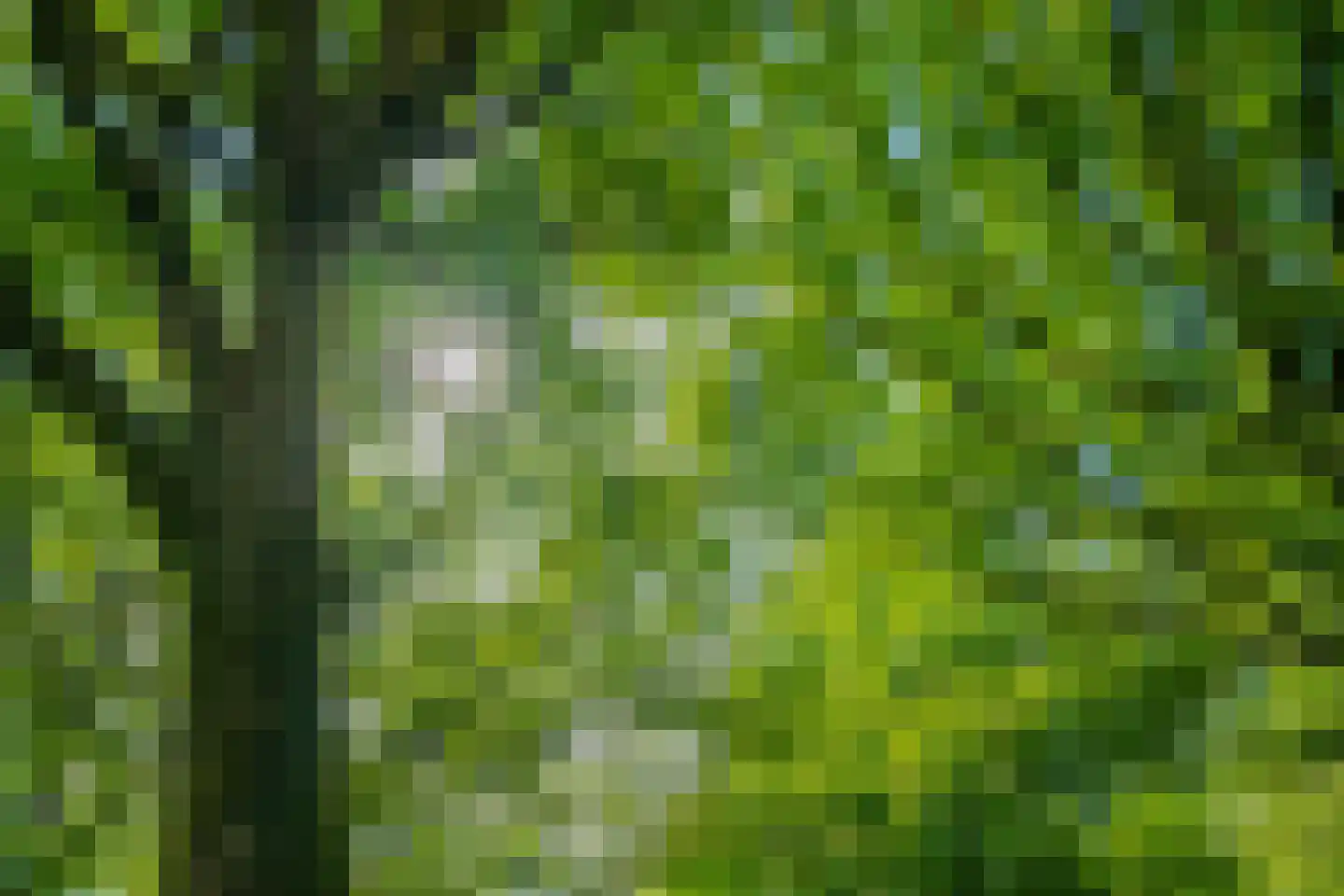 Bosven 98 Deurne thumbnail 45