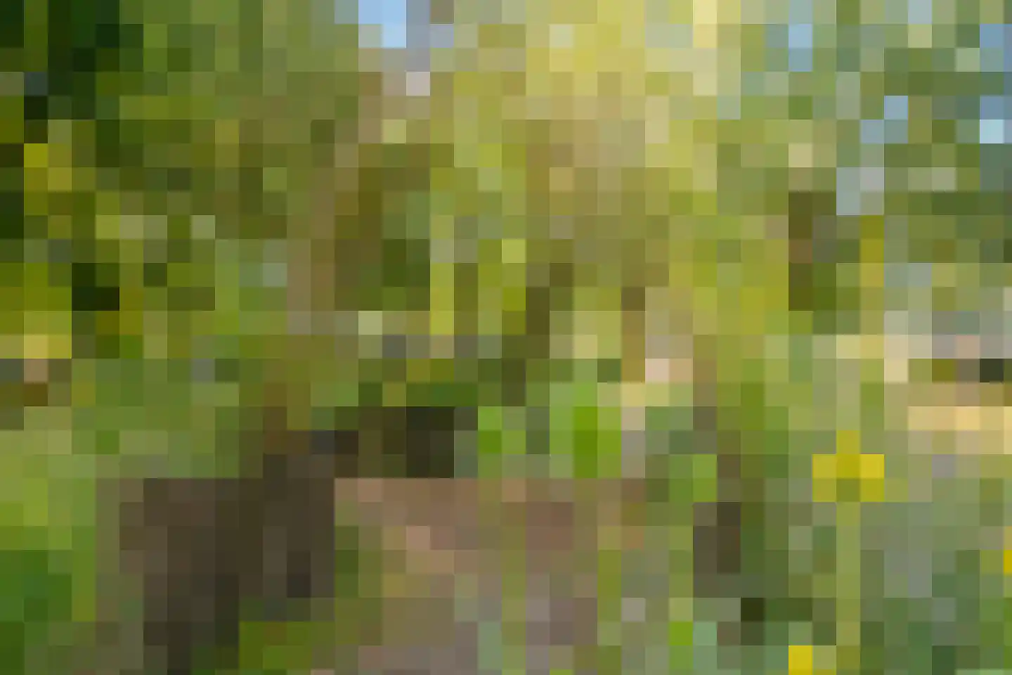Bosven 98 Deurne thumbnail 46