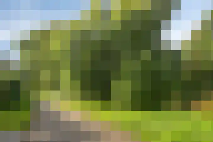Boswachtersveld 211 Apeldoorn thumbnail 28