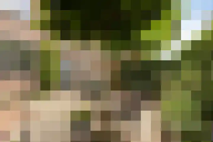 Boswachtersveld 517 Apeldoorn thumbnail 34