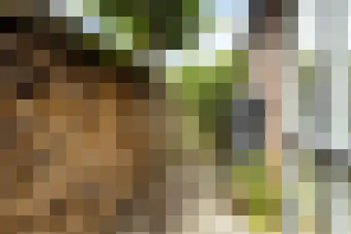 Boswachtersveld 517 Apeldoorn thumbnail 39
