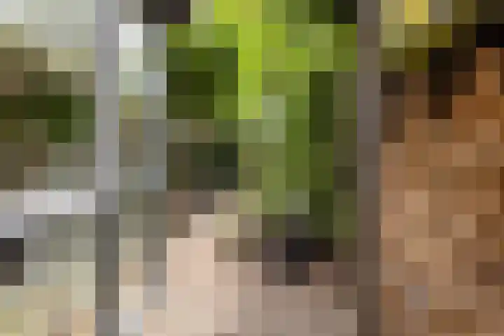Boswachtersveld 517 Apeldoorn thumbnail 40