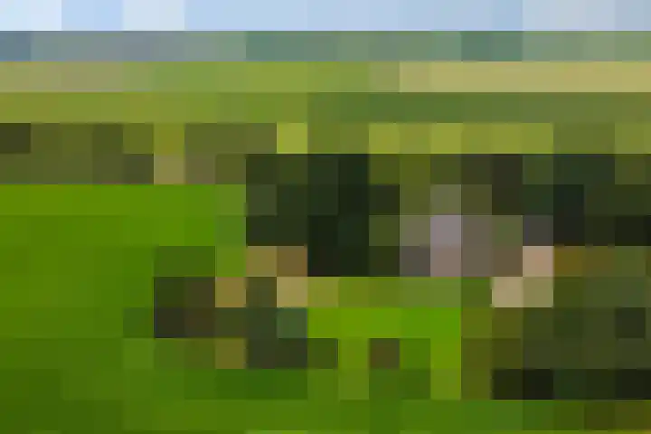 Bosweg 11 in Witteveen