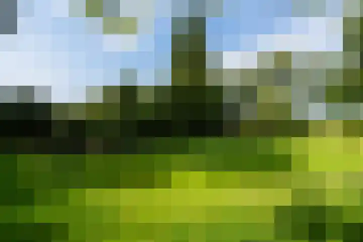 Bosweg 11 Witteveen thumbnail 11