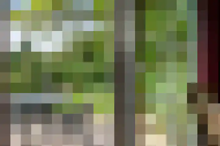 Bosweg 11 Witteveen thumbnail 21