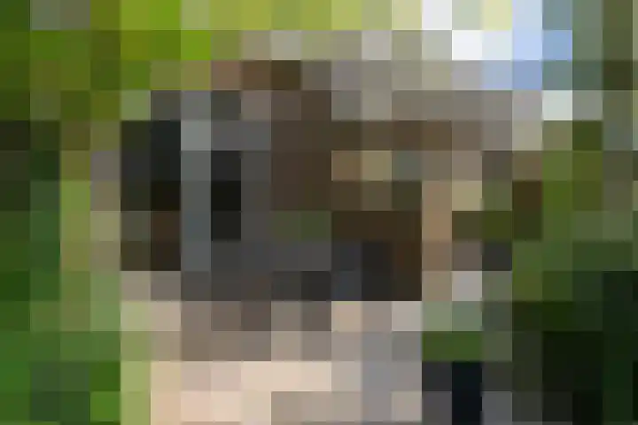 Bosweg 11 Witteveen thumbnail 28