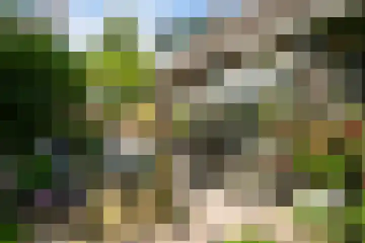 Bosweg 11 Witteveen thumbnail 29