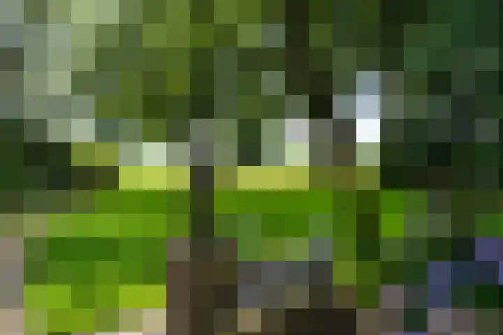 Bosweg 11 Witteveen thumbnail 30