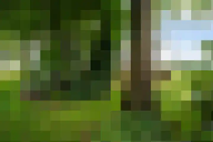 Bosweg 11 Witteveen thumbnail 31