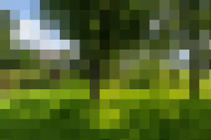 Bosweg 11 Witteveen thumbnail 32
