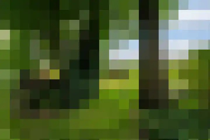 Bosweg 11 Witteveen thumbnail 33