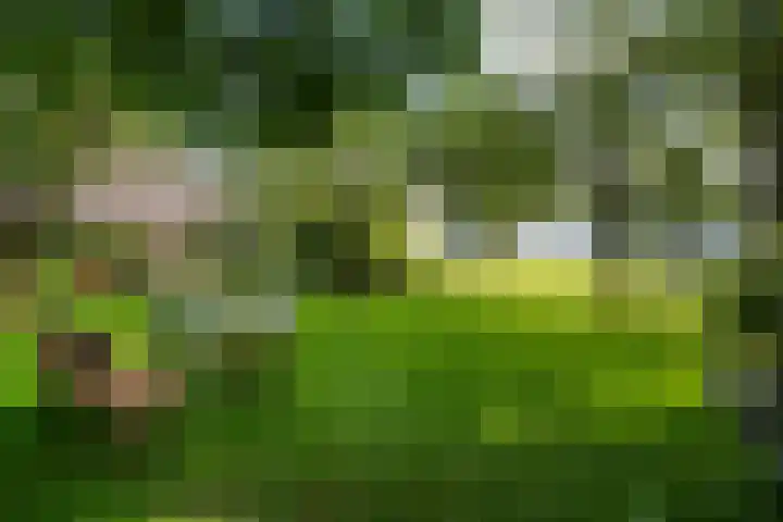 Bosweg 11 Witteveen thumbnail 34