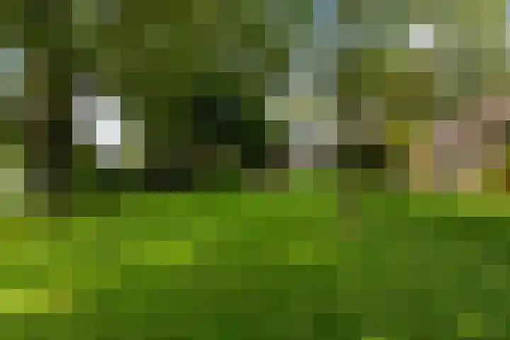 Bosweg 11 Witteveen thumbnail 35