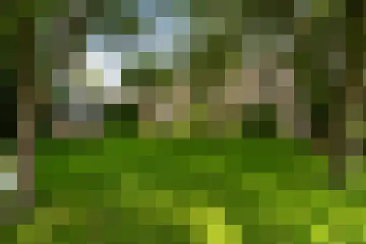 Bosweg 11 Witteveen thumbnail 36