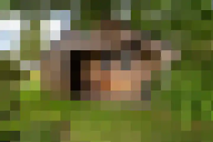 Bosweg 11 Witteveen thumbnail 40