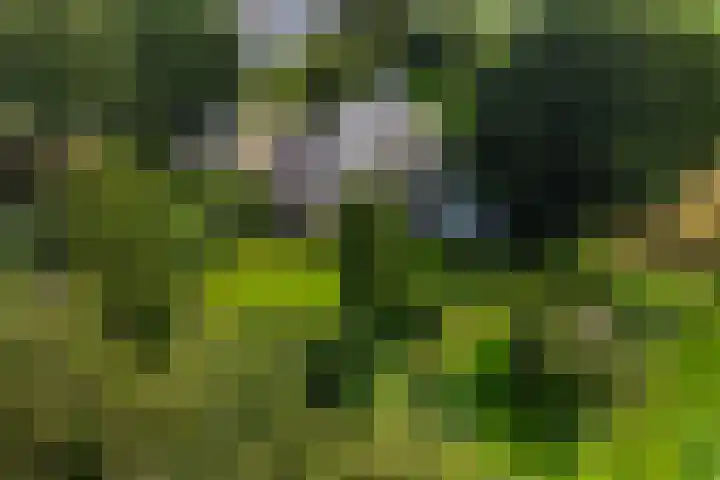 Bosweg 11 Witteveen thumbnail 5