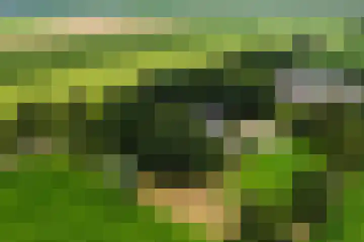 Bosweg 11 Witteveen thumbnail 6