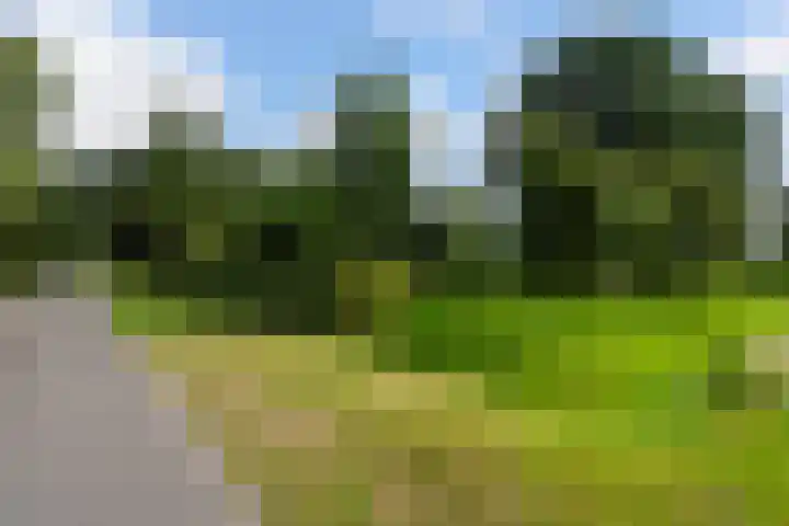 Bosweg 11 Witteveen thumbnail 7