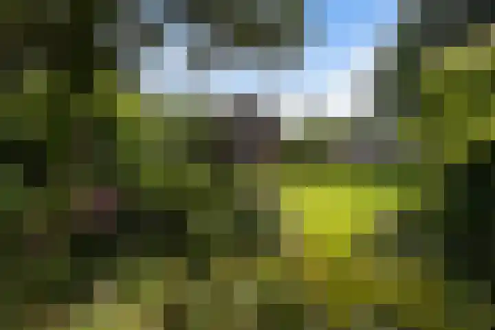 Bosweg 11 Witteveen thumbnail 8
