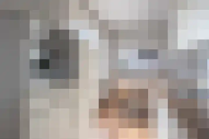 Bosweg 115 Geleen thumbnail 15