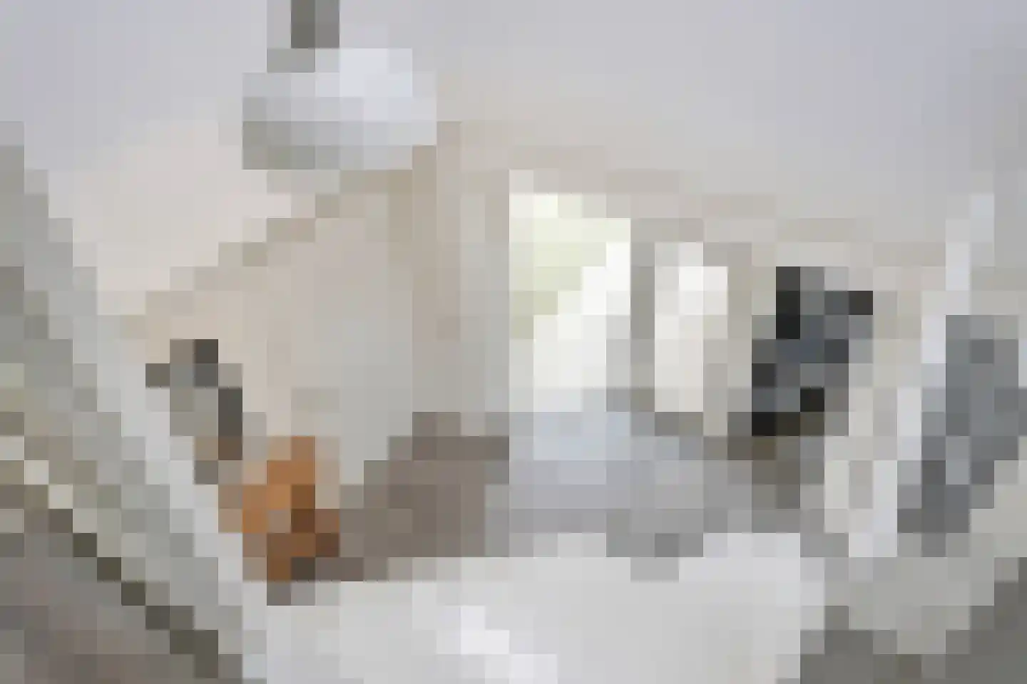 Bosweg 12 Welsum thumbnail 31