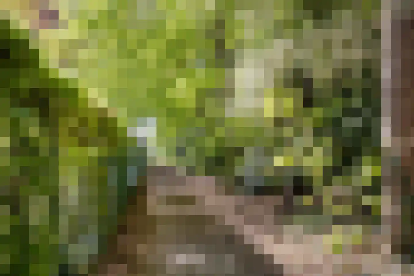 Bosweg 14 Barchem thumbnail 51