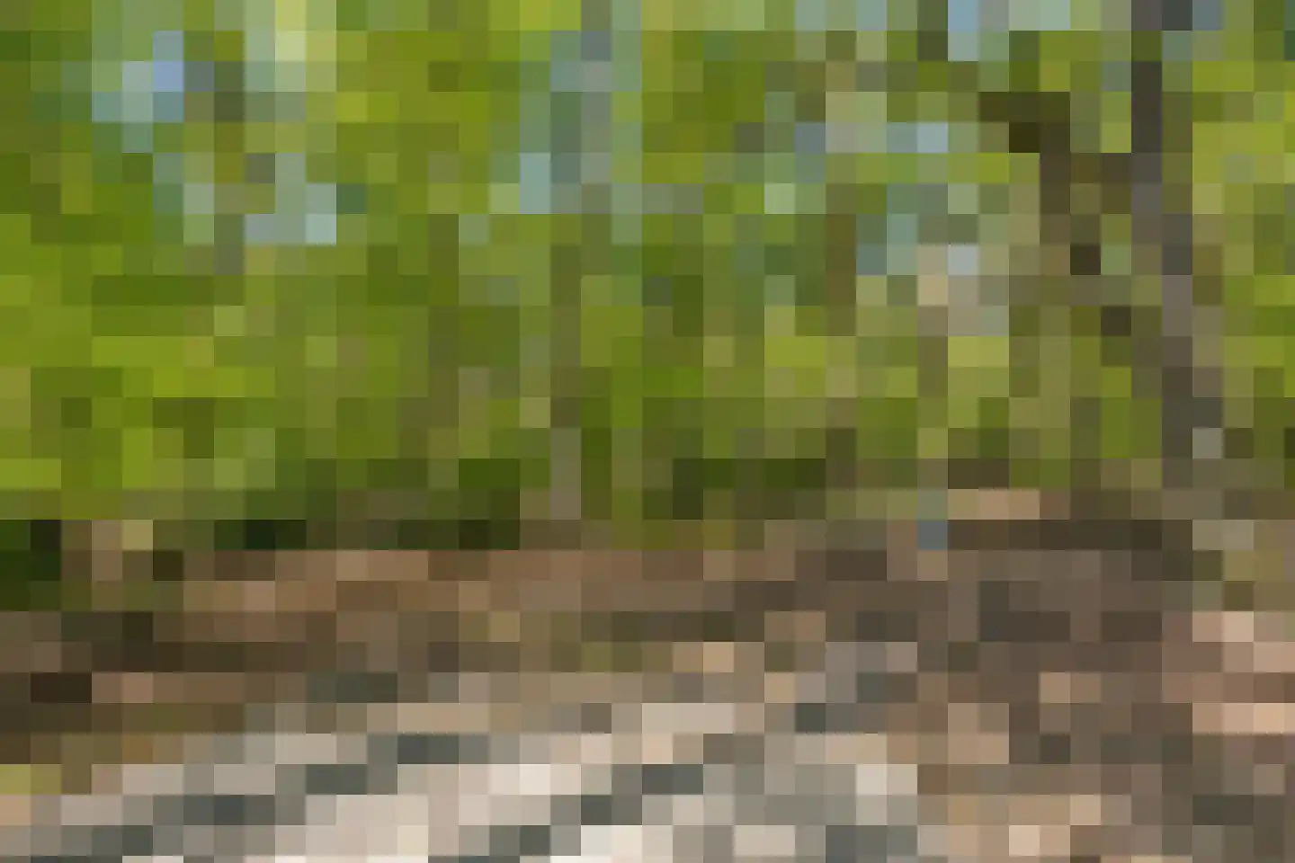Bosweg 14 Barchem thumbnail 52