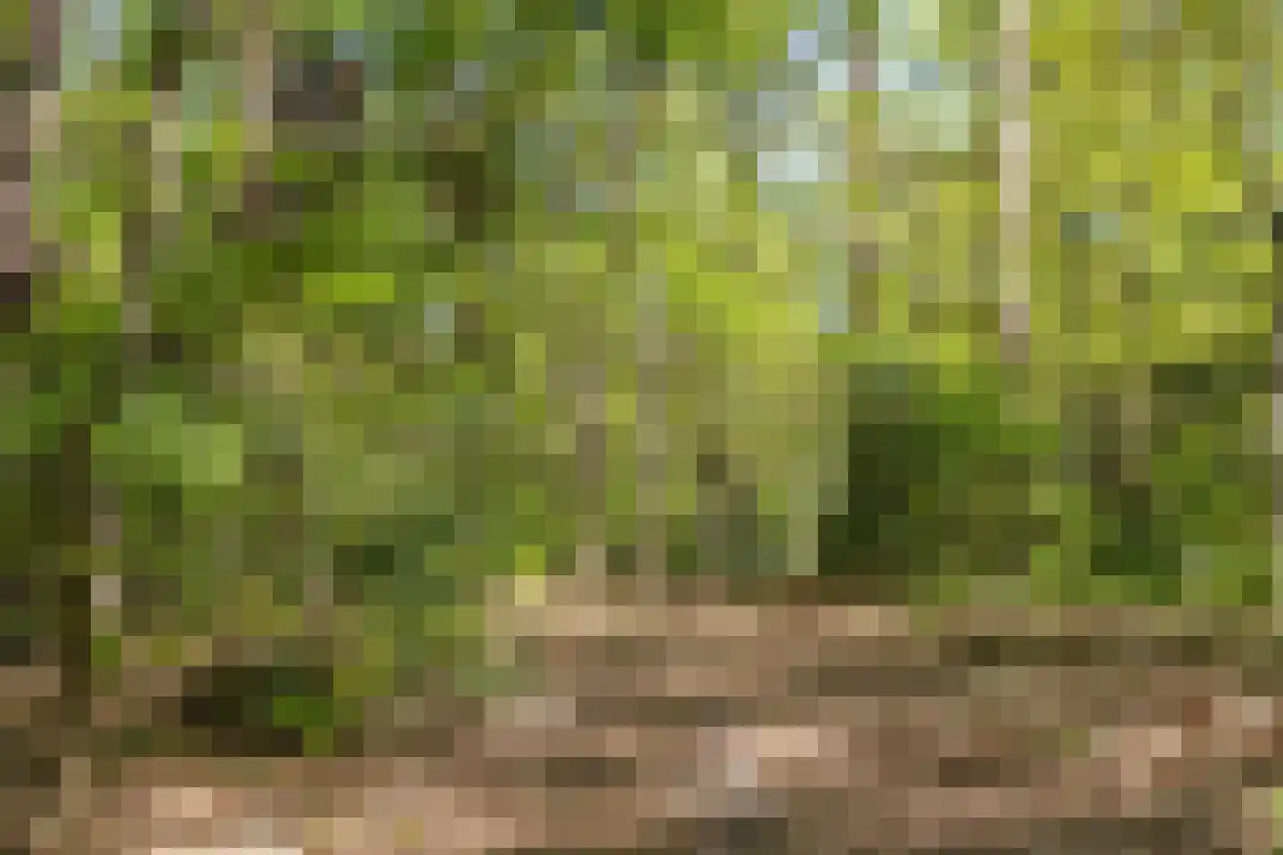 Bosweg 14 Barchem thumbnail 53