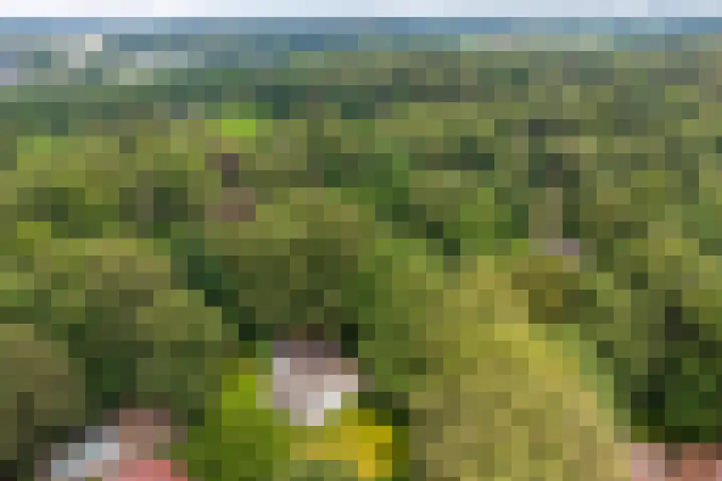 Bosweg 16 Epse thumbnail 58