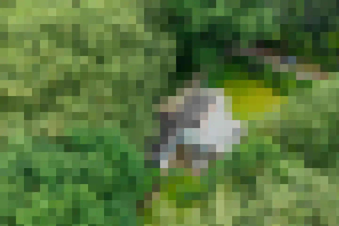 Bosweg 16 Epse thumbnail 60
