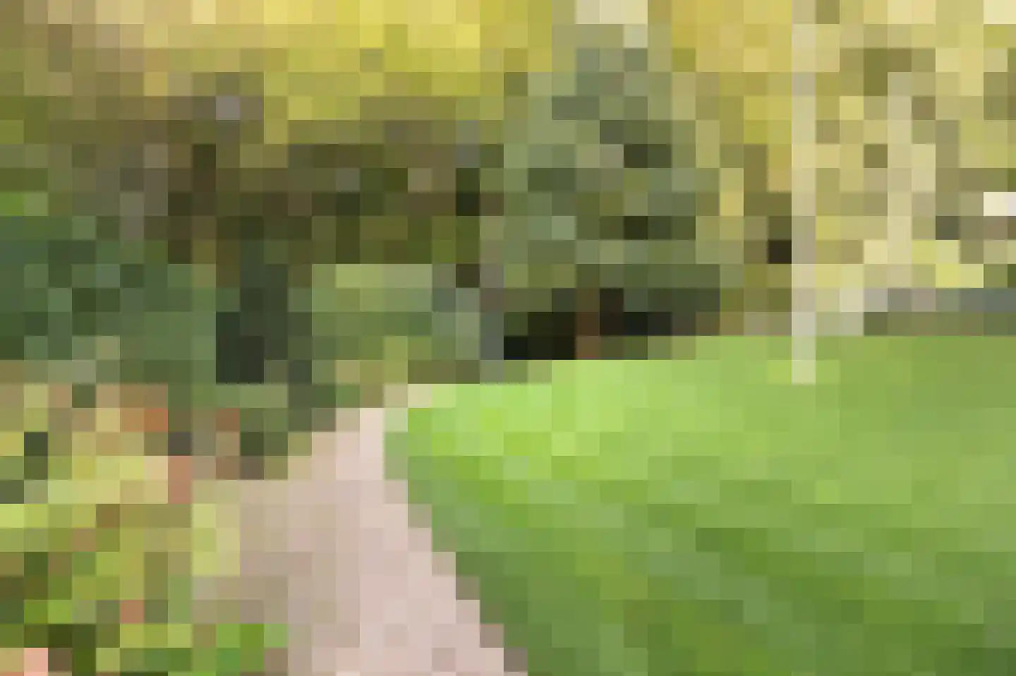 Bosweg 17 Berg en Dal thumbnail 59