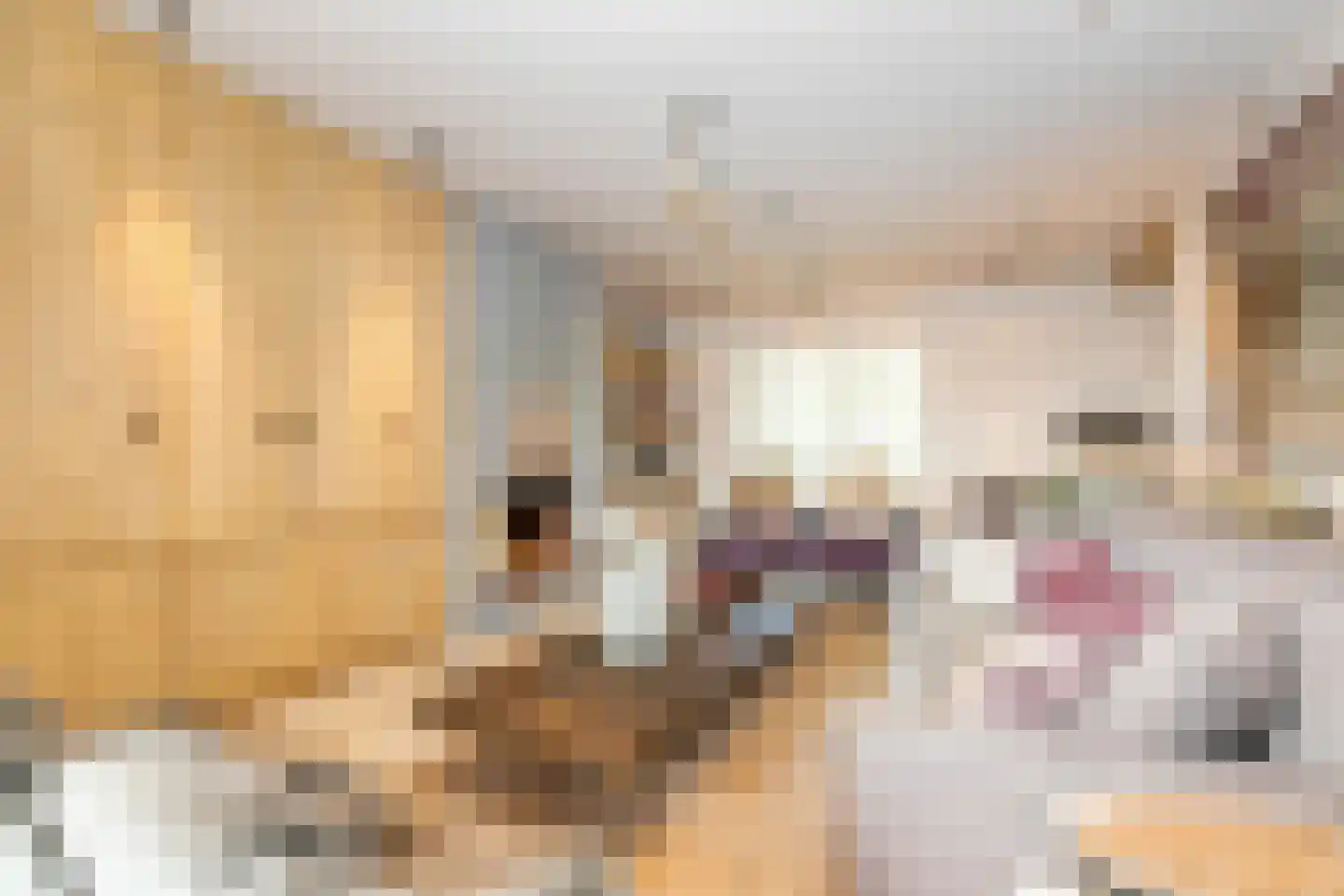 Bosweg 2 a Rockanje thumbnail 13